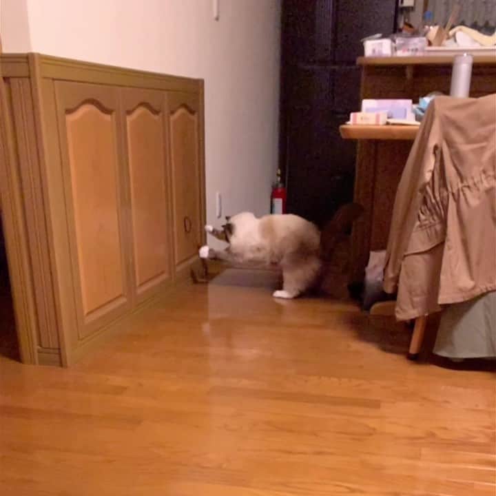takegaeruのインスタグラム：「まだまだ若いぜランちゃんマン😁 #cat #猫 #ragdoll #ラグドール #ホワイトポッチーズ」