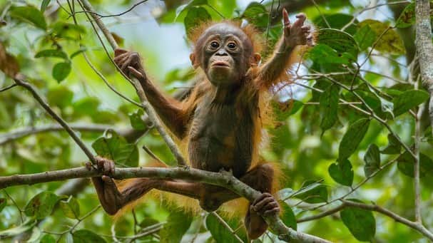 Tim Lamanさんのインスタグラム写真 - (Tim LamanInstagram)「Happy Thanksgiving everyone!  Wild baby orangutans depend on their mothers for over eight years, learning everything about how to survive in the rainforest.  The conservation group @SaveWildOrangutans works to protect the orangutans and their rainforest habitat in Borneo’s Gunung Palung area, one of the most important remaining wild populations of orangutans.  Right now, I’m having an orangutan print sale and donating 100% of profits to @SaveWildOrangutans through #GivingTuesday Dec 1.  Please follow the link in my bio to see the prints available and lets show our thanks for the folks on the front lines of conservation during these challenging times by supporting their work! - Another way you can help Save Wild Orangutans is to join the online community at their website www.savewildorangutans.org (link in bio @SaveWildOrangutans). For as little as a $5/month contribution, you will receive monthly updates and fresh content from the field. - To hear the story behind the third picture, see my recent video posted to my feed and IGTV @TimLaman. #orangutans #borneo #Indonesia #rainforest #nature #wildlife」11月28日 0時04分 - timlaman