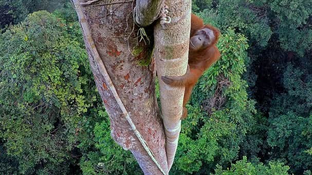 Tim Lamanさんのインスタグラム写真 - (Tim LamanInstagram)「Happy Thanksgiving everyone!  Wild baby orangutans depend on their mothers for over eight years, learning everything about how to survive in the rainforest.  The conservation group @SaveWildOrangutans works to protect the orangutans and their rainforest habitat in Borneo’s Gunung Palung area, one of the most important remaining wild populations of orangutans.  Right now, I’m having an orangutan print sale and donating 100% of profits to @SaveWildOrangutans through #GivingTuesday Dec 1.  Please follow the link in my bio to see the prints available and lets show our thanks for the folks on the front lines of conservation during these challenging times by supporting their work! - Another way you can help Save Wild Orangutans is to join the online community at their website www.savewildorangutans.org (link in bio @SaveWildOrangutans). For as little as a $5/month contribution, you will receive monthly updates and fresh content from the field. - To hear the story behind the third picture, see my recent video posted to my feed and IGTV @TimLaman. #orangutans #borneo #Indonesia #rainforest #nature #wildlife」11月28日 0時04分 - timlaman