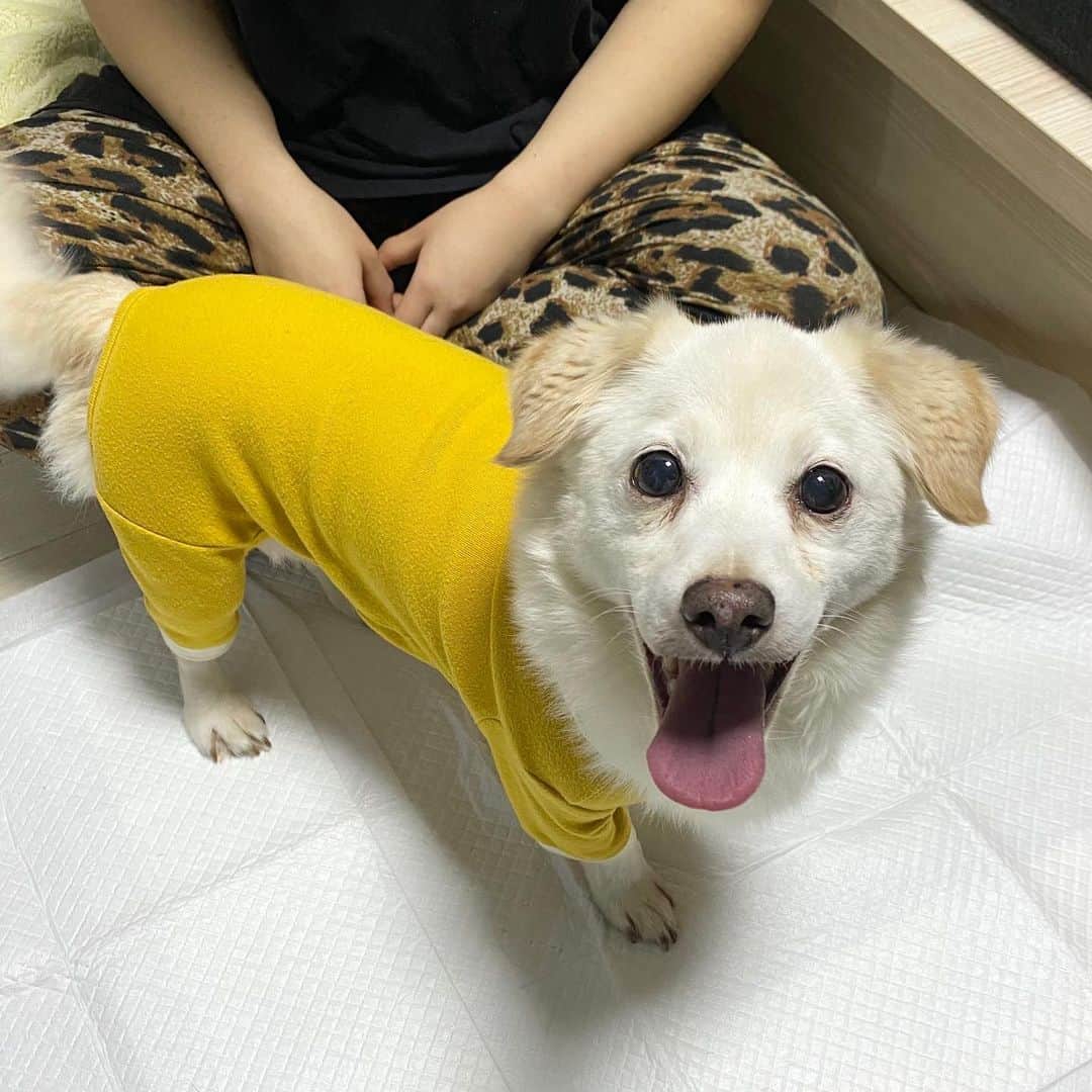 キム・ダヘのインスタグラム：「여러분... ㅠㅠ 유자 주인찾았어요 ( 내가 지은 이름ㅋㅋㅋ ) 원래 이름은 유자아니지만 ( 이름이 공자래요!!! ) 하여튼 여러분덕분에 찾았어요 당근마켓에 올렸다고 누가 알려주셔서ㅜㅜ 그리고 저한테도 메세지주셨더라구요 아 너무 다행이에요 ㅠㅠㅠ 다같이 걱정해주셔서 감사해요」