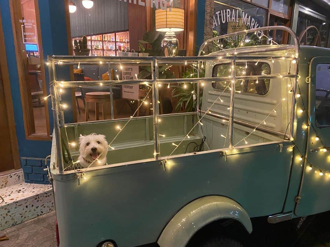 Hoykong&Plamuekのインスタグラム：「Feeling festive already!  #happythanksgivingday #plamuek_westies」