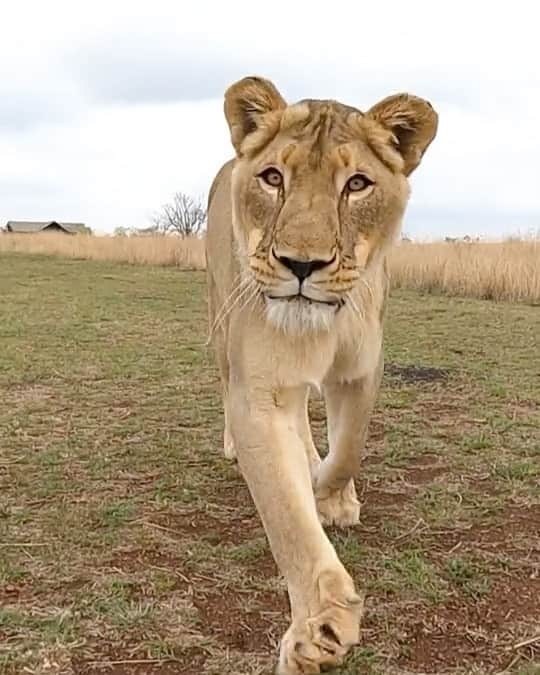 Kevin Richardson LionWhisperer のインスタグラム