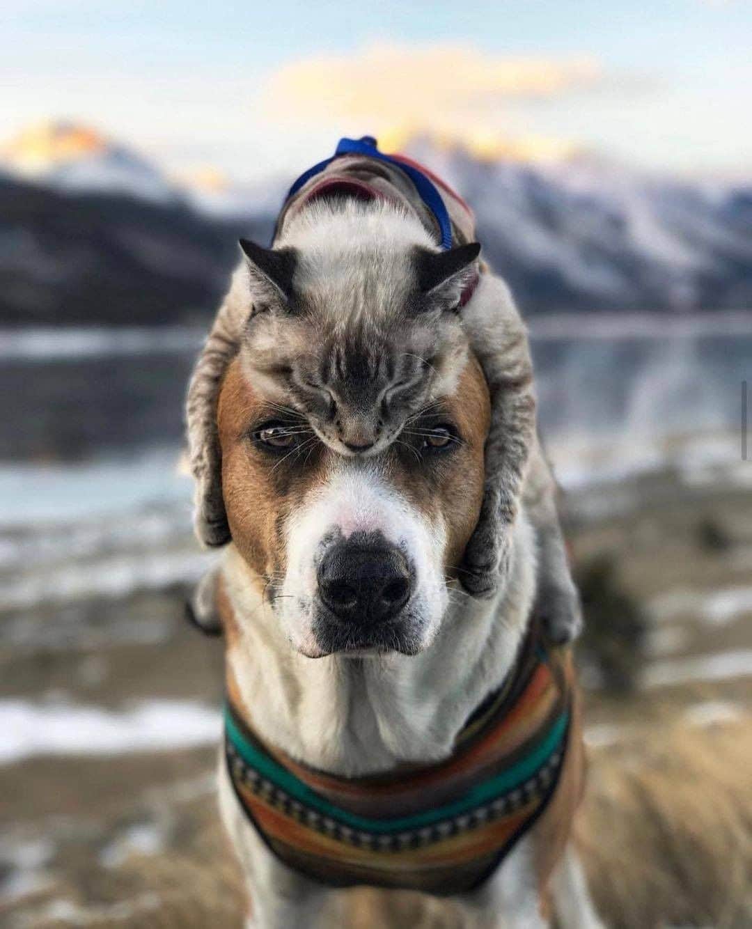 Discover Earthさんのインスタグラム写真 - (Discover EarthInstagram)「It looks like Henry knows how to put his thinking cat on!  😻 "Which Cat Hat is your favorite?! "  🇺🇸 #discoverColorado with @henrythecoloradodog   . . . . . ​#denve  #coloradotography  #colorado  #coloradolife ​#denvercolorad  #ilovemydog  #dogoftheday  #dogs_of_instagram  #doglife  #doglovers  #coloradodog  #dogsofinstagram  #dog  #coloradodogs  #dogsthathike  #goldenretriever  #rescuedog  #dogstagram  #rescuedogsofinstagram  #dogs  #hikingwithdogs  #doggo  #dogsofcolorado  #snowdog  #dogsofinsta」11月28日 1時00分 - discoverearth