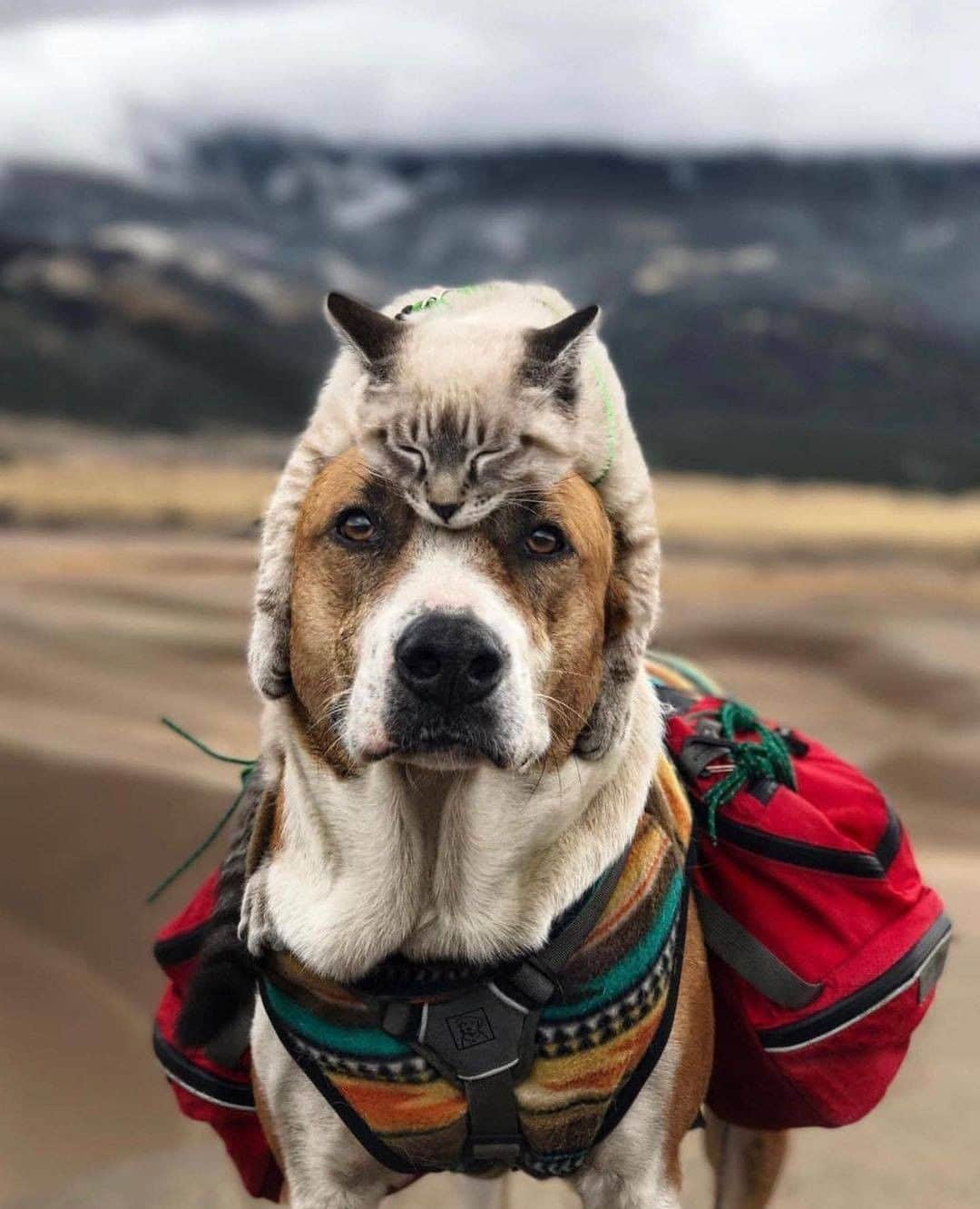 Discover Earthさんのインスタグラム写真 - (Discover EarthInstagram)「It looks like Henry knows how to put his thinking cat on!  😻 "Which Cat Hat is your favorite?! "  🇺🇸 #discoverColorado with @henrythecoloradodog   . . . . . ​#denve  #coloradotography  #colorado  #coloradolife ​#denvercolorad  #ilovemydog  #dogoftheday  #dogs_of_instagram  #doglife  #doglovers  #coloradodog  #dogsofinstagram  #dog  #coloradodogs  #dogsthathike  #goldenretriever  #rescuedog  #dogstagram  #rescuedogsofinstagram  #dogs  #hikingwithdogs  #doggo  #dogsofcolorado  #snowdog  #dogsofinsta」11月28日 1時00分 - discoverearth