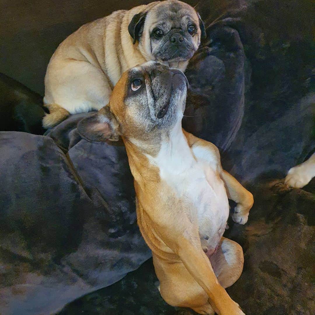 Nikitaさんのインスタグラム写真 - (NikitaInstagram)「Pug_nikita regreso bambi a 🏡」11月28日 1時43分 - pug_nikita