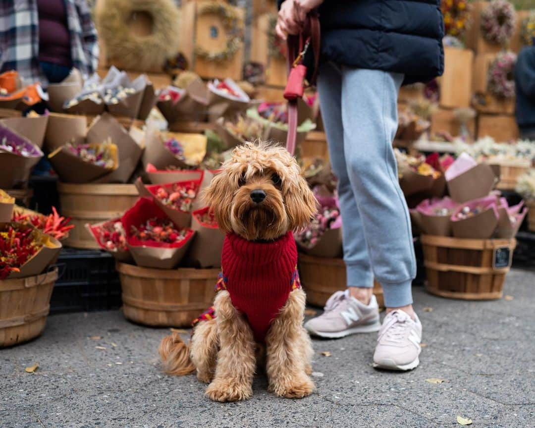 The Dogistさんのインスタグラム写真 - (The DogistInstagram)「Maxy, Cavapoo (1 y/o), Union Square, New York, NY • “He barks a lot. Protects us from everyone.”」11月28日 1時49分 - thedogist