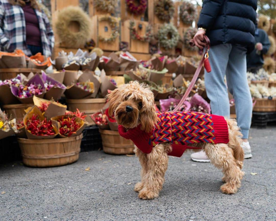 The Dogistさんのインスタグラム写真 - (The DogistInstagram)「Maxy, Cavapoo (1 y/o), Union Square, New York, NY • “He barks a lot. Protects us from everyone.”」11月28日 1時49分 - thedogist