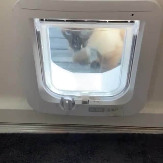 Aww Clubのインスタグラム