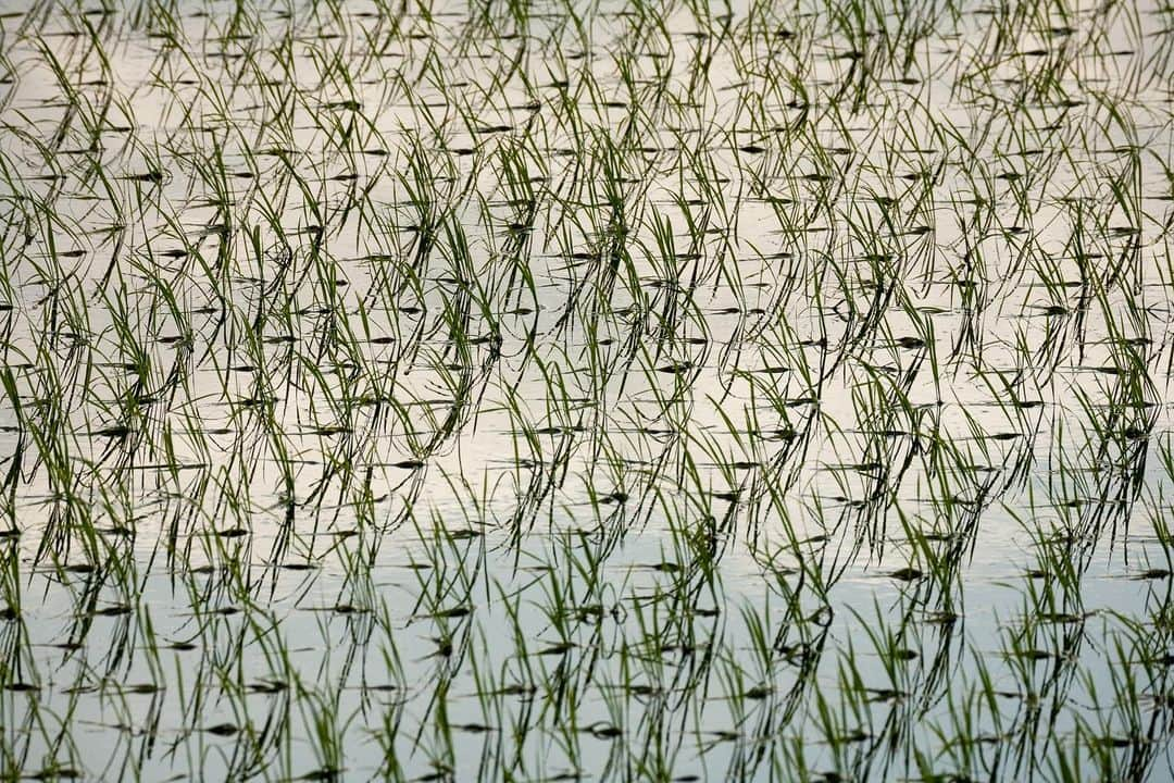 Michael Yamashitaさんのインスタグラム写真 - (Michael YamashitaInstagram)「Patterns in a paddy:  the beginning of all art – in the deep north a rice-planting song  Haiku poetry by Basho from his journal, “The Narrow Road to the Deep North” (Oku no Hosomichi). #matsuobasho #basho #poetry #okunohosomichi #haiku #haikupoetry #thenarrowroadtothedeepnorth」11月28日 2時15分 - yamashitaphoto