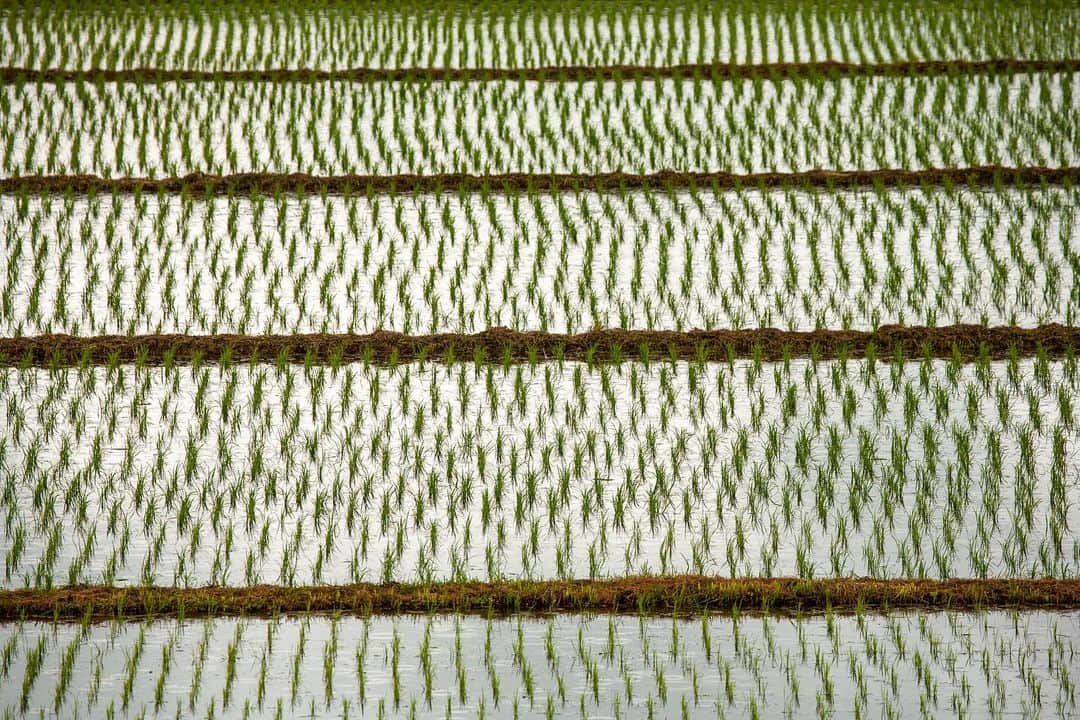 Michael Yamashitaさんのインスタグラム写真 - (Michael YamashitaInstagram)「Patterns in a paddy:  the beginning of all art – in the deep north a rice-planting song  Haiku poetry by Basho from his journal, “The Narrow Road to the Deep North” (Oku no Hosomichi). #matsuobasho #basho #poetry #okunohosomichi #haiku #haikupoetry #thenarrowroadtothedeepnorth」11月28日 2時15分 - yamashitaphoto