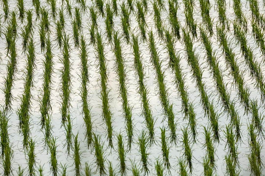 Michael Yamashitaさんのインスタグラム写真 - (Michael YamashitaInstagram)「Patterns in a paddy:  the beginning of all art – in the deep north a rice-planting song  Haiku poetry by Basho from his journal, “The Narrow Road to the Deep North” (Oku no Hosomichi). #matsuobasho #basho #poetry #okunohosomichi #haiku #haikupoetry #thenarrowroadtothedeepnorth」11月28日 2時15分 - yamashitaphoto