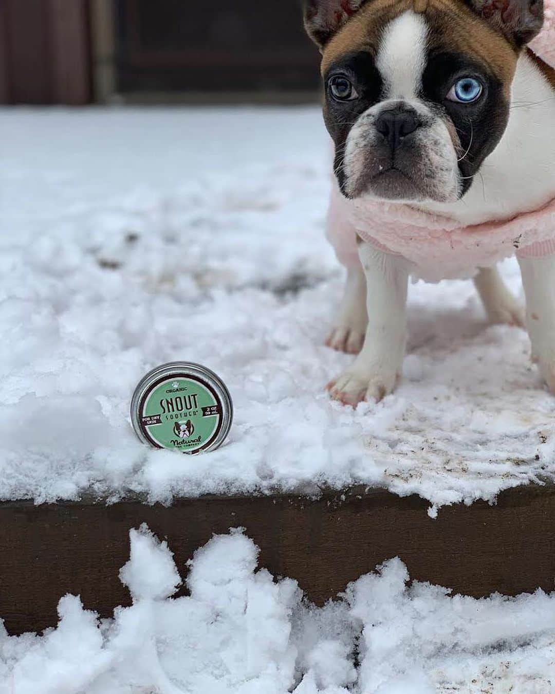 Regeneratti&Oliveira Kennelさんのインスタグラム写真 - (Regeneratti&Oliveira KennelInstagram)「Cold weather and dry heat can cause your dog’s nose to become chapped. Snout Soother from @naturaldogcompany is a great organic balm to keep your dog’s nose moisturized and protected throughout the winter and changing months. It’s made from only 100% natural, pet-safe ingredients.  . ⭐ SAVE 20% off @naturaldogcompany with code JMARCOZ at NaturalDog.com  worldwide shipping  ad 📷: @haven_thefrenchie_ . . . . . . #frenchiepetsupply #frenchiesofinsta #pugsofinsta #frenchbulldog #frenchiesofinstagram #pug #frenchies #reversibleharness #frenchiehoodie #thedodo #frenchieharness #dogclothes #dogharness #frenchiegram #dogsbeingbasic #frenchieoftheday #instafrenchie #bulldogs #dogstagram #frenchievideo #cutepetclub #bestwoof #frenchies1 #ruffpost #bostonterrier #bostonsofig #animalonearth #dog」11月28日 2時24分 - jmarcoz