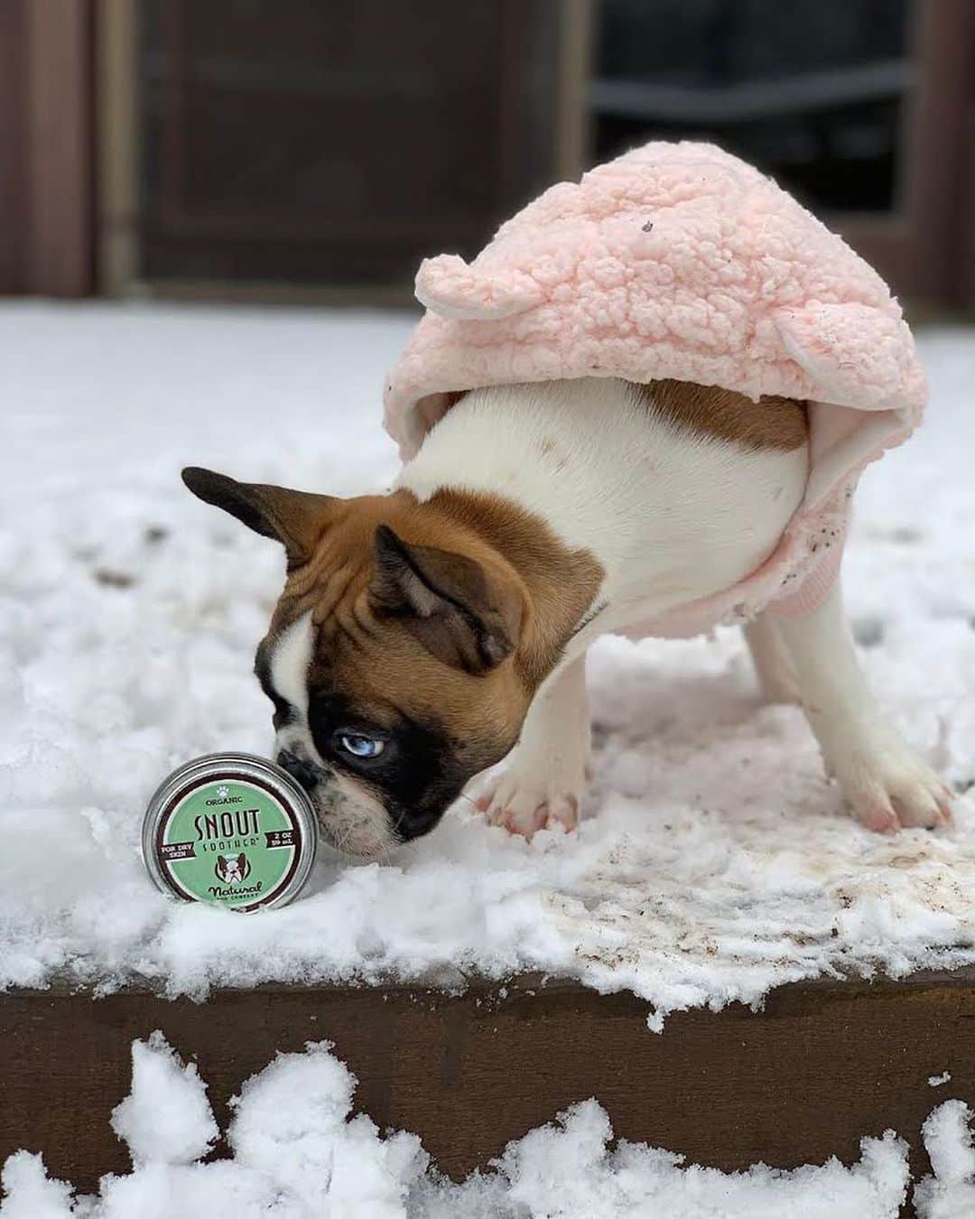Regeneratti&Oliveira Kennelのインスタグラム：「Cold weather and dry heat can cause your dog’s nose to become chapped. Snout Soother from @naturaldogcompany is a great organic balm to keep your dog’s nose moisturized and protected throughout the winter and changing months. It’s made from only 100% natural, pet-safe ingredients.  . ⭐ SAVE 20% off @naturaldogcompany with code JMARCOZ at NaturalDog.com  worldwide shipping  ad 📷: @haven_thefrenchie_ . . . . . . #frenchiepetsupply #frenchiesofinsta #pugsofinsta #frenchbulldog #frenchiesofinstagram #pug #frenchies #reversibleharness #frenchiehoodie #thedodo #frenchieharness #dogclothes #dogharness #frenchiegram #dogsbeingbasic #frenchieoftheday #instafrenchie #bulldogs #dogstagram #frenchievideo #cutepetclub #bestwoof #frenchies1 #ruffpost #bostonterrier #bostonsofig #animalonearth #dog」