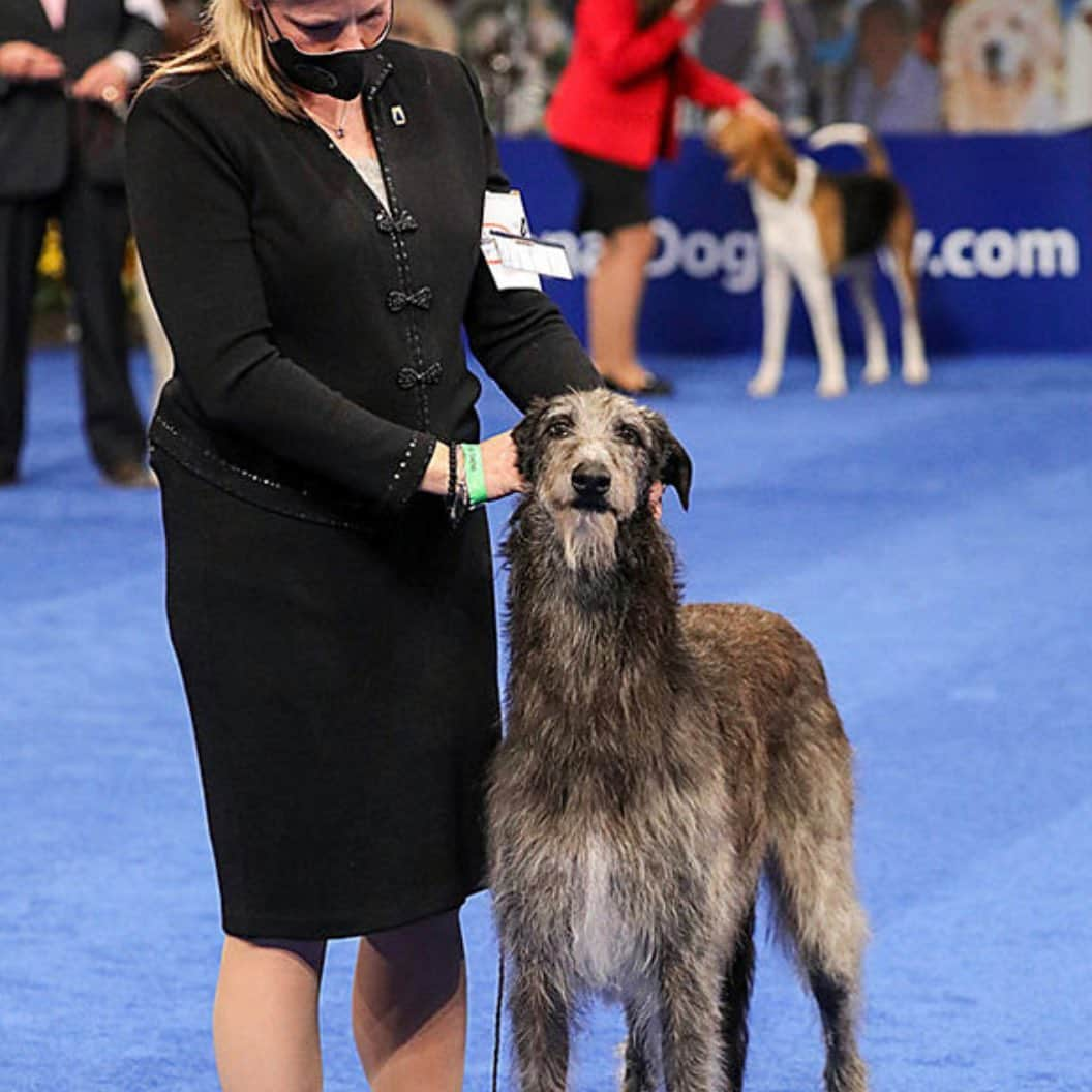 メアリー・リン・ライスカブさんのインスタグラム写真 - (メアリー・リン・ライスカブInstagram)「Congratulations Claire ! #bestinshow #nationaldogshow #scottishdeerhound #royalpedigree #foxcliffeclairerandallfraser #limelight #noautographsplease #oldest #breeds #stalkdeer #majestic」11月28日 2時50分 - marylynnrajskub