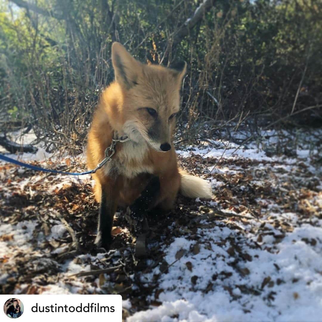 Rylaiさんのインスタグラム写真 - (RylaiInstagram)「Today is #FurfreeFriday - on Black Friday when everyone is shopping for that perfect holiday gift- let’s commit to finishing 2020 with compassion and love by shopping with consciousness!  . Millions of animals live heinous lives and die horrible deaths for the sake of fashion!! Be a part of ending fur farming TODAY!!! In a year filled with so much despair and grief- let’s finish it with love and kindness!! Support companies that do not sell fur or support the sell of fur!  Better yet, support a local animal non-profit as your gift this year!  Gift an experience of love!  . Our center was honored to be a part in the making of this short film by @dustintoddfilms called Hide. Viktor was asked to play a part in the film (we like to think it’s the lead role and he will likely win an Oscar #viktorforanoscar) - Our center supports and collaborates with organizations and companies promoting our fur free mission. We thank @dustintoddfilms and those behind the funding, creation, acting and promotion of this film for believing that the lives of animals matter, both as a species and as a individual!  . We are eager for everyone to see this amazing film when it is released - stay tuned for release dates!  .  Posted @withregram • @dustintoddfilms Today is Fur Free Friday, held every year on #blackfriday as a global day of action to #banfur and put an end to a cruel industry profiting off the backs of millions of animals.   We can’t wait to share our upcoming short film “Hide” with you all. I’m honored to have the support of the #FurFreeAlliance @humanesociety , @four_paws_international ! And our star Viktor the #redfox from our friends @jabcecc!⁣  🎭 @mantasvalantiejus ⁣ 🎥@mark_mannschreck⁣ PD @ginandtar  —⁣ #furfreefriday #animalrights #crueltyfree #plantbased #vegan #filmmaking #bts #humanesociety #foxofinstagram #antifur #furfree #foxes #lovefoxes #loveanimals #onset #directing #jabcecc #foxyfriday #viktor   .」11月28日 3時15分 - jabcecc