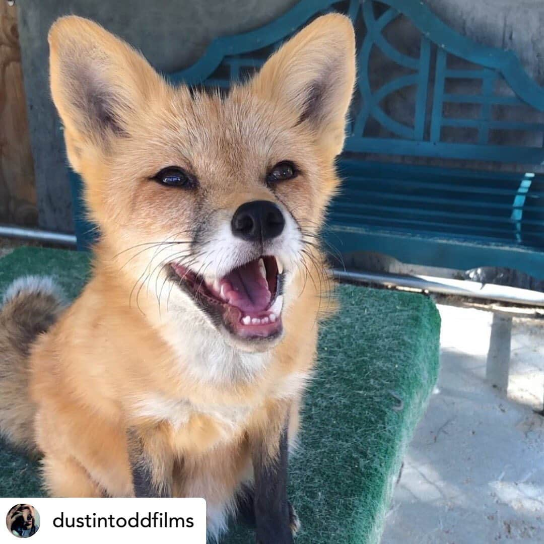 Rylaiさんのインスタグラム写真 - (RylaiInstagram)「Today is #FurfreeFriday - on Black Friday when everyone is shopping for that perfect holiday gift- let’s commit to finishing 2020 with compassion and love by shopping with consciousness!  . Millions of animals live heinous lives and die horrible deaths for the sake of fashion!! Be a part of ending fur farming TODAY!!! In a year filled with so much despair and grief- let’s finish it with love and kindness!! Support companies that do not sell fur or support the sell of fur!  Better yet, support a local animal non-profit as your gift this year!  Gift an experience of love!  . Our center was honored to be a part in the making of this short film by @dustintoddfilms called Hide. Viktor was asked to play a part in the film (we like to think it’s the lead role and he will likely win an Oscar #viktorforanoscar) - Our center supports and collaborates with organizations and companies promoting our fur free mission. We thank @dustintoddfilms and those behind the funding, creation, acting and promotion of this film for believing that the lives of animals matter, both as a species and as a individual!  . We are eager for everyone to see this amazing film when it is released - stay tuned for release dates!  .  Posted @withregram • @dustintoddfilms Today is Fur Free Friday, held every year on #blackfriday as a global day of action to #banfur and put an end to a cruel industry profiting off the backs of millions of animals.   We can’t wait to share our upcoming short film “Hide” with you all. I’m honored to have the support of the #FurFreeAlliance @humanesociety , @four_paws_international ! And our star Viktor the #redfox from our friends @jabcecc!⁣  🎭 @mantasvalantiejus ⁣ 🎥@mark_mannschreck⁣ PD @ginandtar  —⁣ #furfreefriday #animalrights #crueltyfree #plantbased #vegan #filmmaking #bts #humanesociety #foxofinstagram #antifur #furfree #foxes #lovefoxes #loveanimals #onset #directing #jabcecc #foxyfriday #viktor   .」11月28日 3時15分 - jabcecc