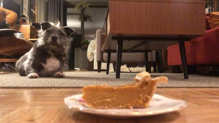 のインスタグラム：「Annual #Thanksgiving #PumpkinPie slice for @thecindydoggy ❤️」