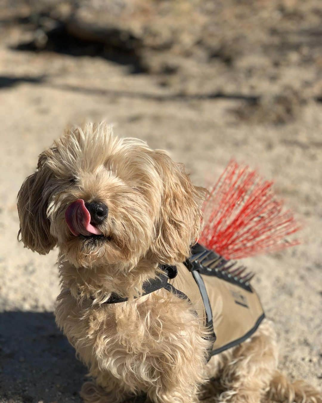 ホーランド・ロデンさんのインスタグラム写真 - (ホーランド・ロデンInstagram)「Fievel said she wants to be Tom Hardy’s stand in 🥸.... (or her mamma just doesn’t want her to get eaten by a coyote)  Last minute escape to the mtns to hike with friends ❤️ Thanksgiving indeed - also three peeps and a dog in a 144...officially a clown car」11月28日 4時17分 - hollandroden