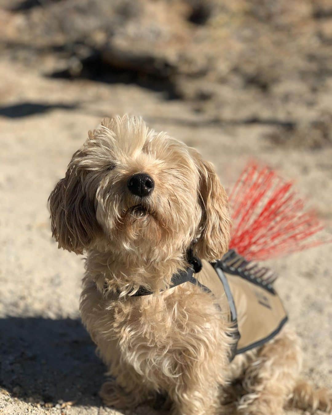ホーランド・ロデンのインスタグラム：「Fievel said she wants to be Tom Hardy’s stand in 🥸.... (or her mamma just doesn’t want her to get eaten by a coyote)  Last minute escape to the mtns to hike with friends ❤️ Thanksgiving indeed - also three peeps and a dog in a 144...officially a clown car」