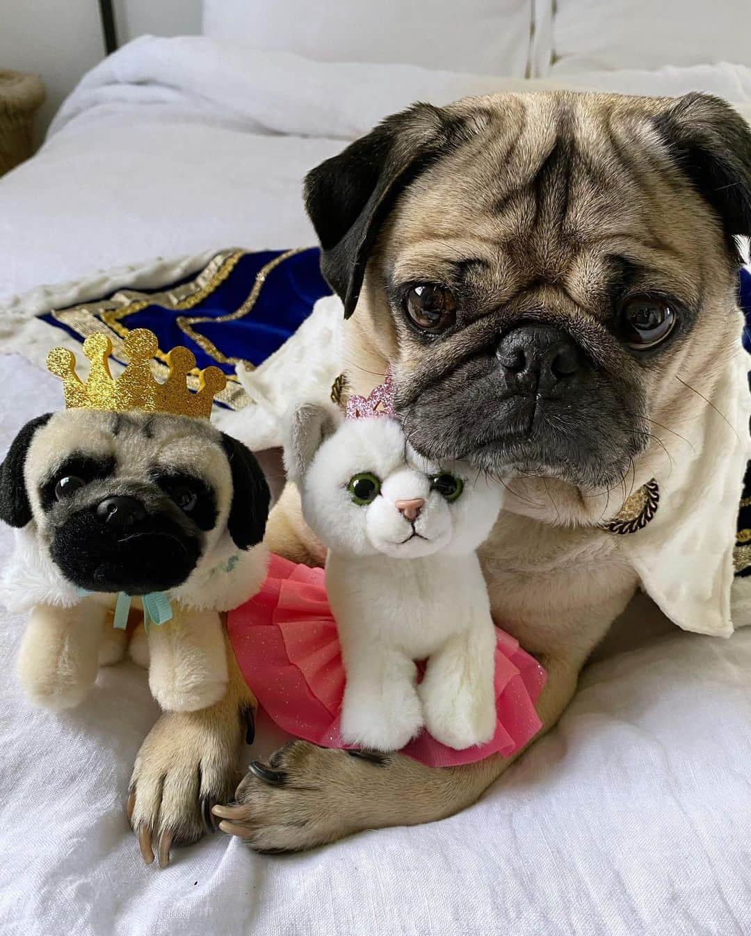 itsdougthepugさんのインスタグラム写真 - (itsdougthepugInstagram)「“Tag someone who needs to get u these” -Doug • So many deals on Doug products today! The 2021 Calendars are 33% off, my new plushies are on sale @clairesstores, my entire merch store is 20% off, and more! Link in bio! 🛍」11月28日 4時22分 - itsdougthepug