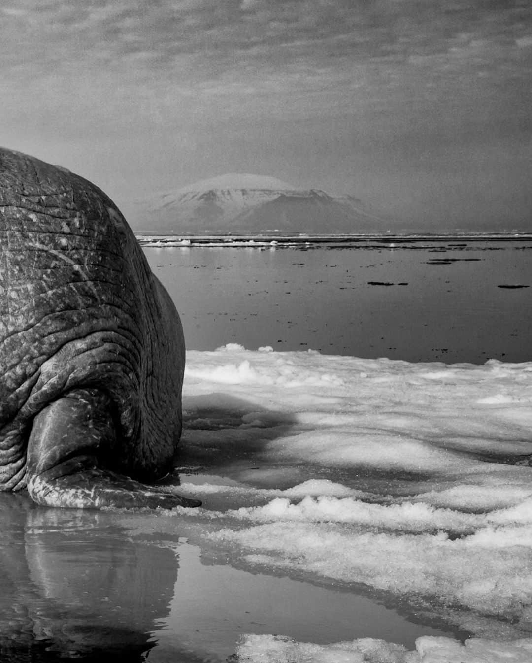 ナショナルジオグラフィックさんのインスタグラム写真 - (ナショナルジオグラフィックInstagram)「Photo by @paulnicklen / Walruses are among the largest pinnipeds and can weigh up to 3,300 lbs (1,500 kg), which is 500 lbs (200+ kg) more than the average car. Their prehistoric, saber-like tusks arc elegantly towards the ice, growing to three feet (a meter) or longer over a lifetime. Yet despite their fearsome appearance, they are surprisingly gentle. This male was easily the largest walrus I had ever seen, but my intention was to paint him as the mellow, contemplative individual he was by contrasting his formidable presence with the serenity of an Arctic landscape. Follow me @paulnicklen as I attempt to unearth the beauty hidden within our planet's most powerful creatures. #walrus #svalbard #norway #wildlife #animalkingdom」11月28日 4時36分 - natgeo