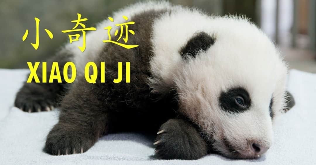 スミソニアン国立動物園さんのインスタグラム写真 - (スミソニアン国立動物園Instagram)「Tune in tonight to @CBSSundayMorning for a one-hour primetime special celebrating America's love ❤️ of animals including America's giant panda cub 🐼 darling Xiao Qi Ji (whose name means "little miracle" in Chinese). ↪️ Nov. 27 at 9 p.m. ET/PT on CBS.」11月28日 4時45分 - smithsonianzoo