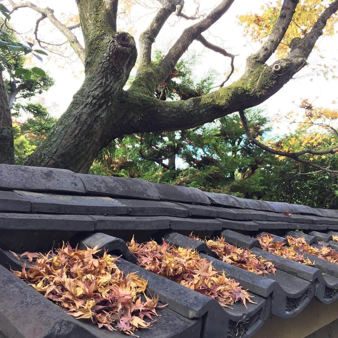 ふかしのインスタグラム：「#kyoto #京都 #東福寺 #紅葉」