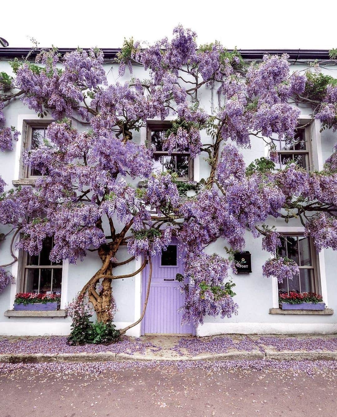 のインスタグラム：「a beauty ~ snapped by @alifeiimagined⁠」