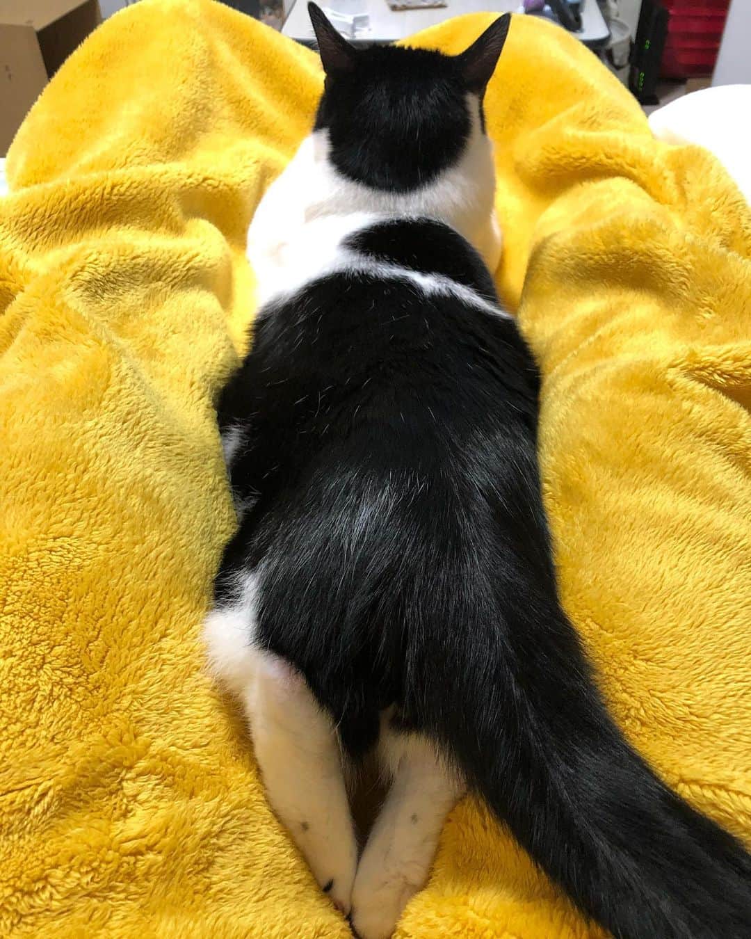 ぽんずのインスタグラム：「私の足の間でくつろいでるけど…後ろ足の癖(笑)  #ねこ#猫#cat#猫好き#親バカ#はちわれ#ハチワレ#はちわれ猫#ハチワレ猫#白黒猫部#にゃんすたぐらむ#ilovecat#猫大好き#うちの猫自慢#白黒猫 #我が家のぽんずくん #ちゅーちゅー妖怪」