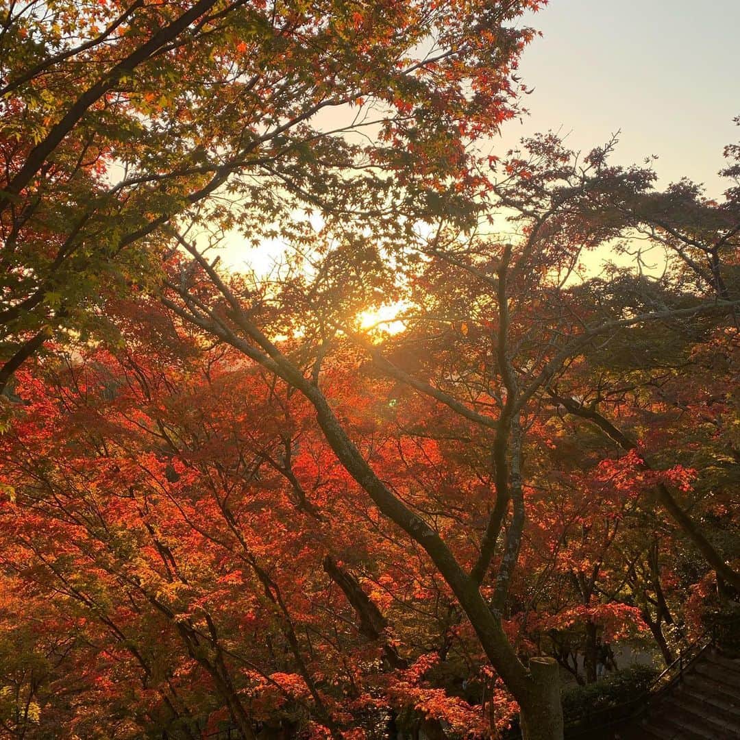 萩原舞さんのインスタグラム写真 - (萩原舞Instagram)「.  年齢を重ねていくたび 紅葉がきれいだなって思うッ🦔」11月28日 14時28分 - mai_hagiwara_22462