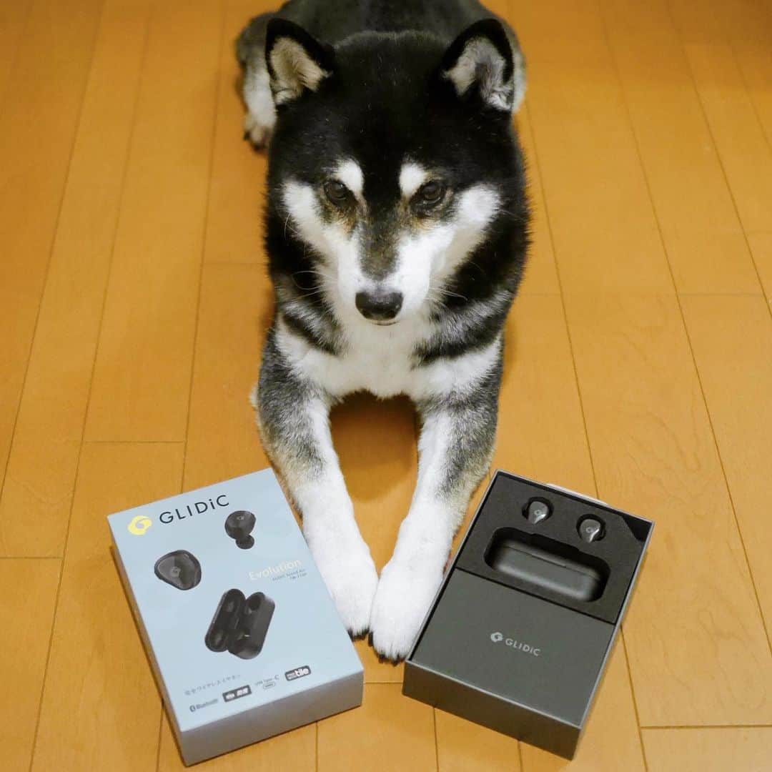 くろさんのインスタグラム写真 - (くろInstagram)「GLIDiC「Sound Air TW-7100」🎶 Bluetoothのワイヤレスイヤホンで生活防水・外音取り込み・急速充電・長時間再生・スマホでイヤホンを探す等の機能満載でフィット感も👍🏻 @glidicofficial ←販売先の掲載あり #GLIDiC #PR #ワイヤレスイヤホン #GLIDiCSoundAirTW7100 #TW7100 #完全ワイヤレスイヤホン #Bluetooth #IPX4 #FINDWITHtile #iPhone対応 #外音取り込み機能 #VGP2021 #柴犬 #黒柴 #イッヌ #モデル犬 #オファーお待ちしております」11月28日 14時35分 - m6bmw