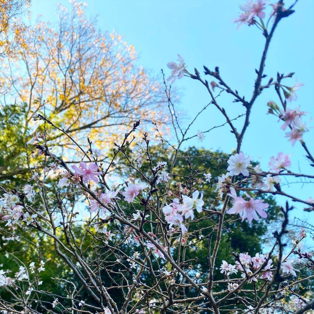 高橋文樹のインスタグラム：「十月桜というものがあるらしい。」