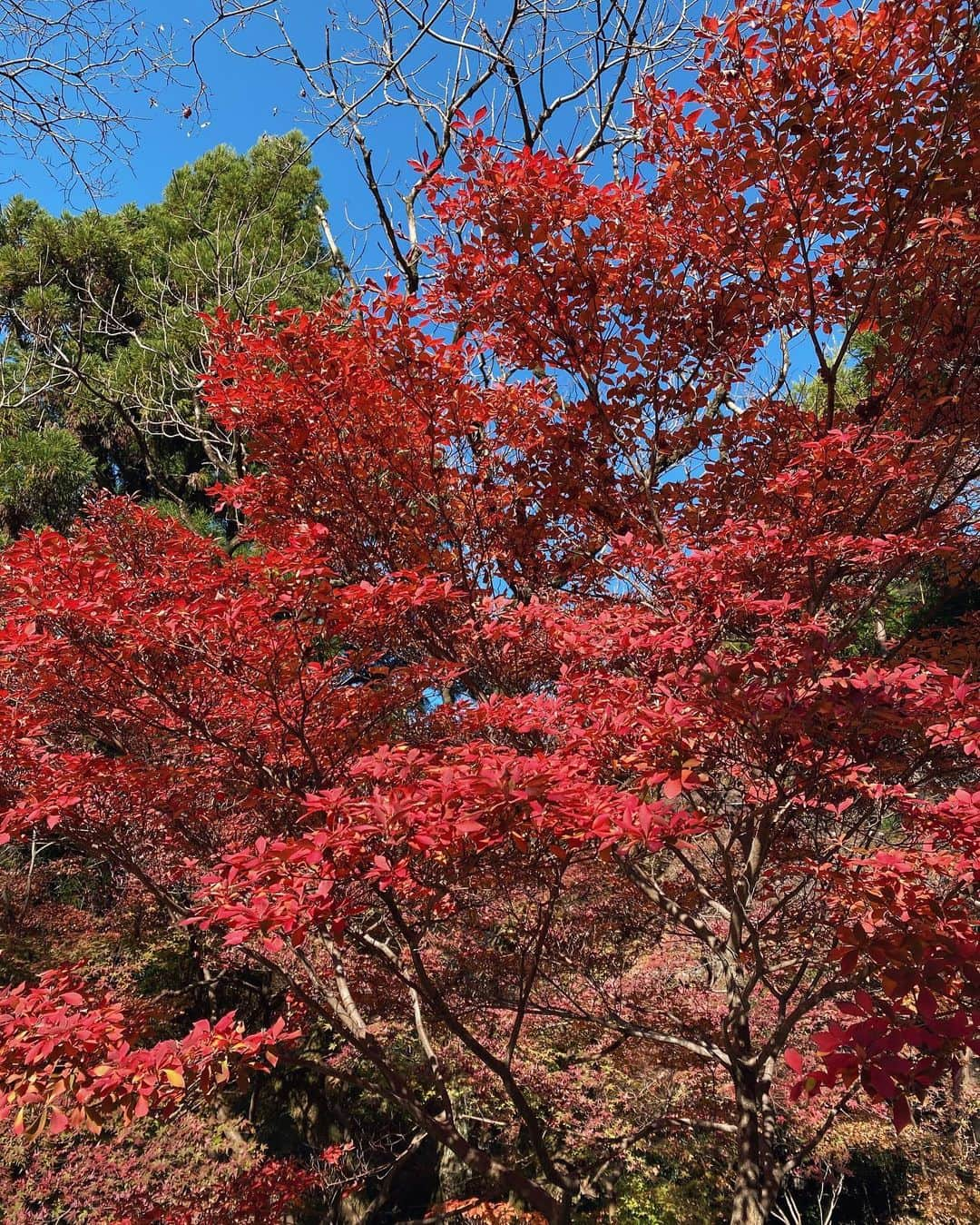 翁安芸さんのインスタグラム写真 - (翁安芸Instagram)「祖母の大好きだったという清水寺。娘ともやっと一緒に来れました❤️ 清水の舞台は工事中でしたが、上から素敵な景色を見れました🍁」11月28日 15時00分 - akinyc