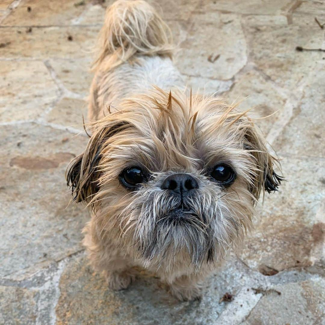 Dougie the Shih Tzuさんのインスタグラム写真 - (Dougie the Shih TzuInstagram)「Brined.」11月28日 6時42分 - dailydougie