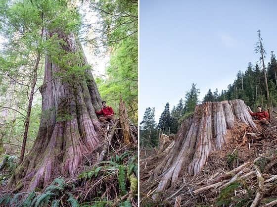 ブライアン・アダムスのインスタグラム：「Last week I posted photos from @fairycreekblockade who are trying to stop the felling of old growth forests in British Columbia. I thought I’d share more photos of the environmental atrocities happening in my Province of “Beautiful” British Columbia, and hope in the next provincial election everyone votes OUT the obviously inept Government who are allowing this destruction to happen. Hats off the front line protesters and people at @ancientforestalliance for telling the world that we have to stop the practice of old-growth destruction. #savethatlittletree #oldgrowthforest」