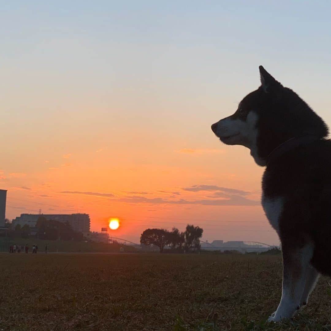 のインスタグラム：「G☺︎☺︎d m☺︎rning🌅🐕 #朝日 #朝陽 #朝焼け #朝焼け空 #朝焼けの空 #あさやけこやけ #あさやけこやけ部 #朝んぽ #おはようモーニング #GoodMornjngTokyo #MYTOKYOIS #TokyoTokyo #sunrise #kuroshiba #blackshiba #shibainu #shibastagram #instadog #dogstagram #柴犬 #黒柴 #イッヌ #いぬら部 #柴犬のいる暮らし #柴犬のいる生活 #柴犬と一緒 #わんダフォ #わんだふるJapan #iPhoneXSで撮影」