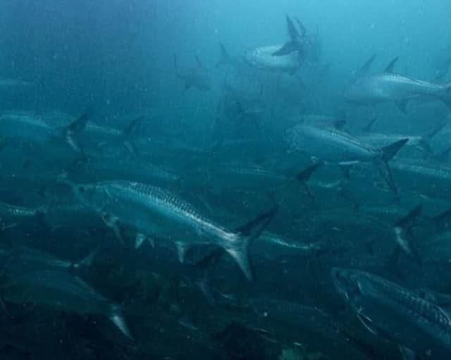 のインスタグラム：「Jump in line. 📷: @local_knowledge #SeeWhatsOutThere #BornOnTheWater」