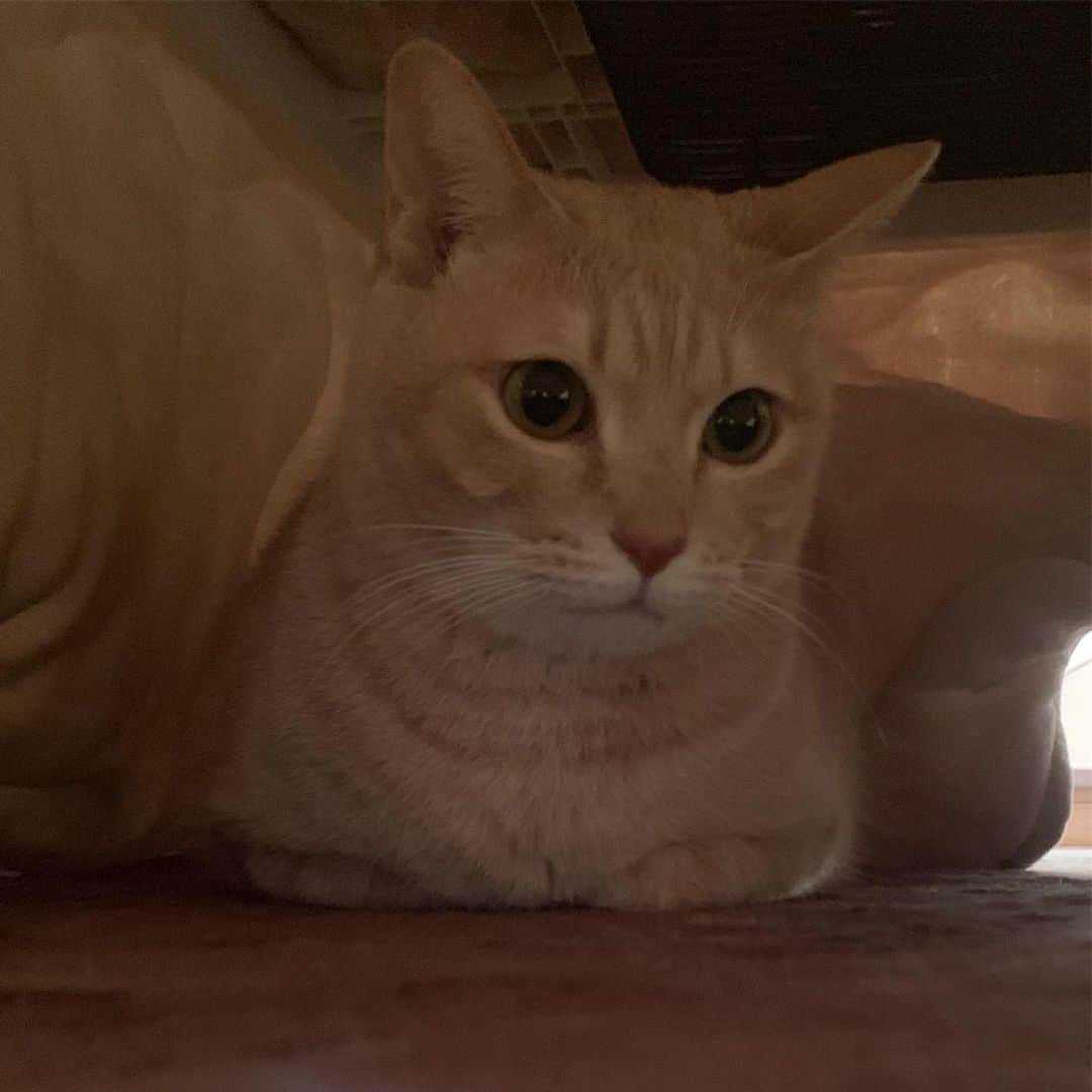 ひのき猫さんのインスタグラム写真 - (ひのき猫Instagram)「おこたの中のひのきちゃん😍」11月28日 8時06分 - hinoki.cute.kitten