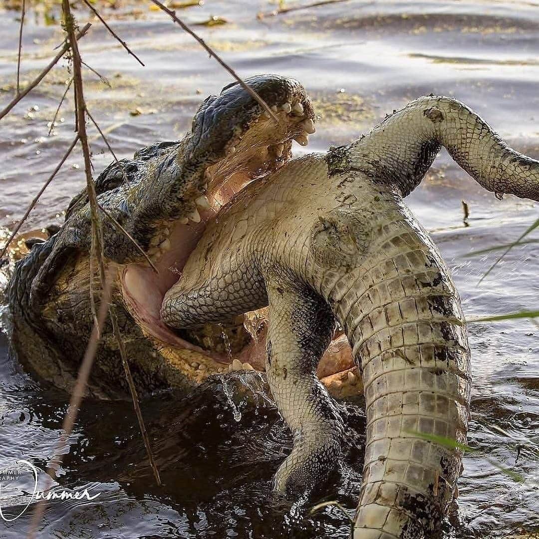 WildLifeのインスタグラム：「@discovercrocodiles 🐊 Well there’s a first time for everything.... 🤯🐊  📷 @bobbywummerphotography」