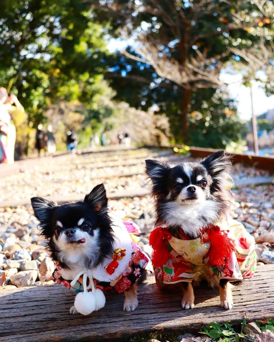 kayoさんのインスタグラム写真 - (kayoInstagram)「* * * めろめろの隣の石と 着物のおねーちゃんが気になる😂 * * またみんなで 桜の咲く頃にまた来たいね😊❤️ * * * #蹴上インクライン #京都 * #chihuahua#chihuahualove#dogstgram#dog#instadog#チワワ#チワワ大好き#チワワのいる暮らし * * *」11月28日 8時01分 - kayo063