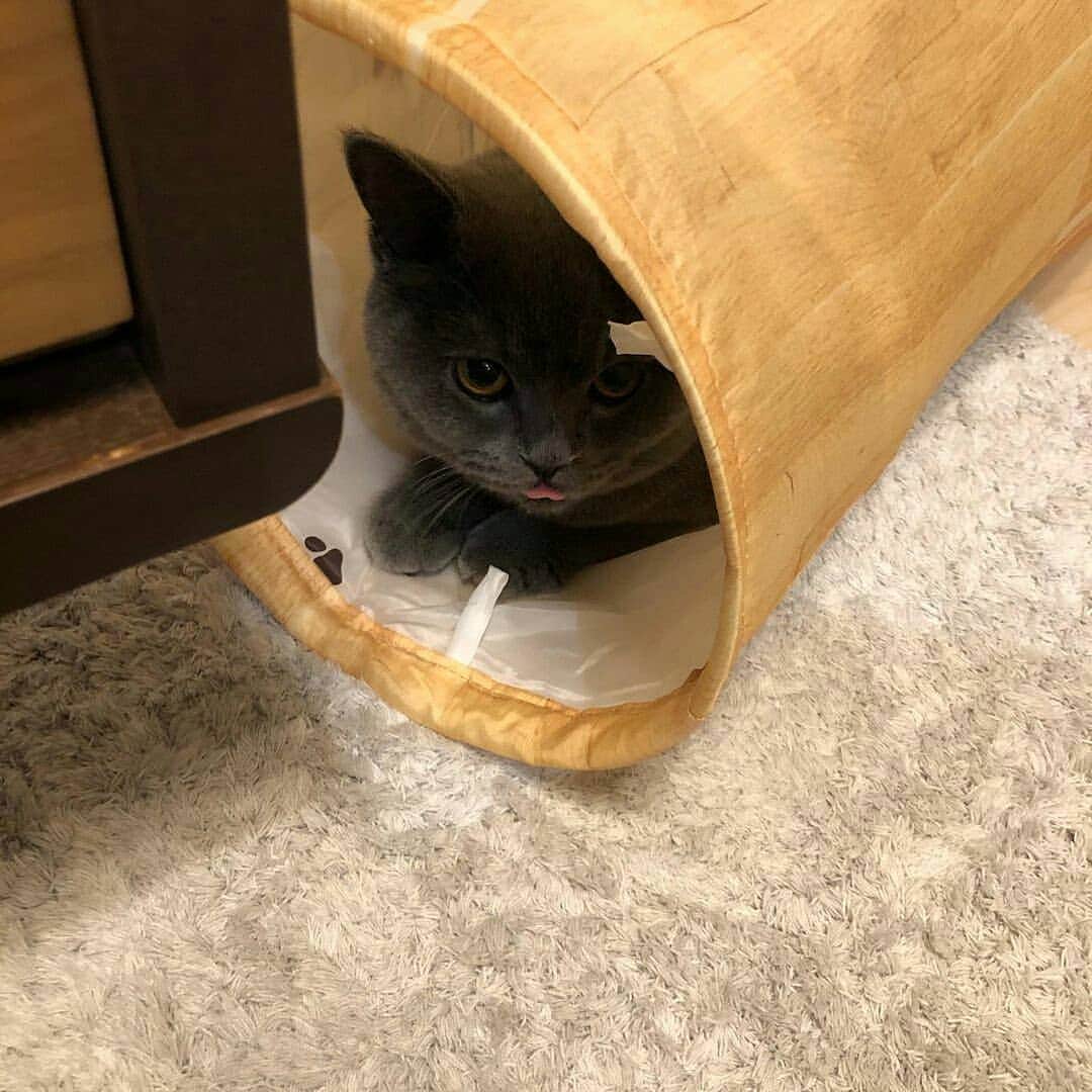 猫壱（ねこいち•ネコイチ）のインスタグラム