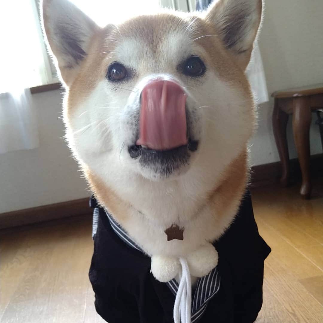 柴犬⭐️サスケのインスタグラム：「おはわん #年賀状#年賀状要撮影#お疲れ様#毎年おなじ衣装#袴#正月#撮影#柴北会#柴犬#赤柴#ふわもこ部 #犬ら部 #わんだフォ #pecoいぬ部 #shibastagram #shibasnap #shibagram #🐶📷 #🐶」