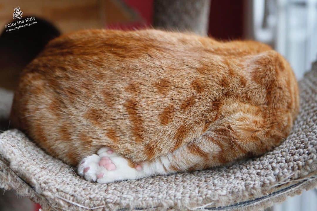 City the Kittyのインスタグラム：「I ate too much. 😹  #Thanksgiving #Cat」