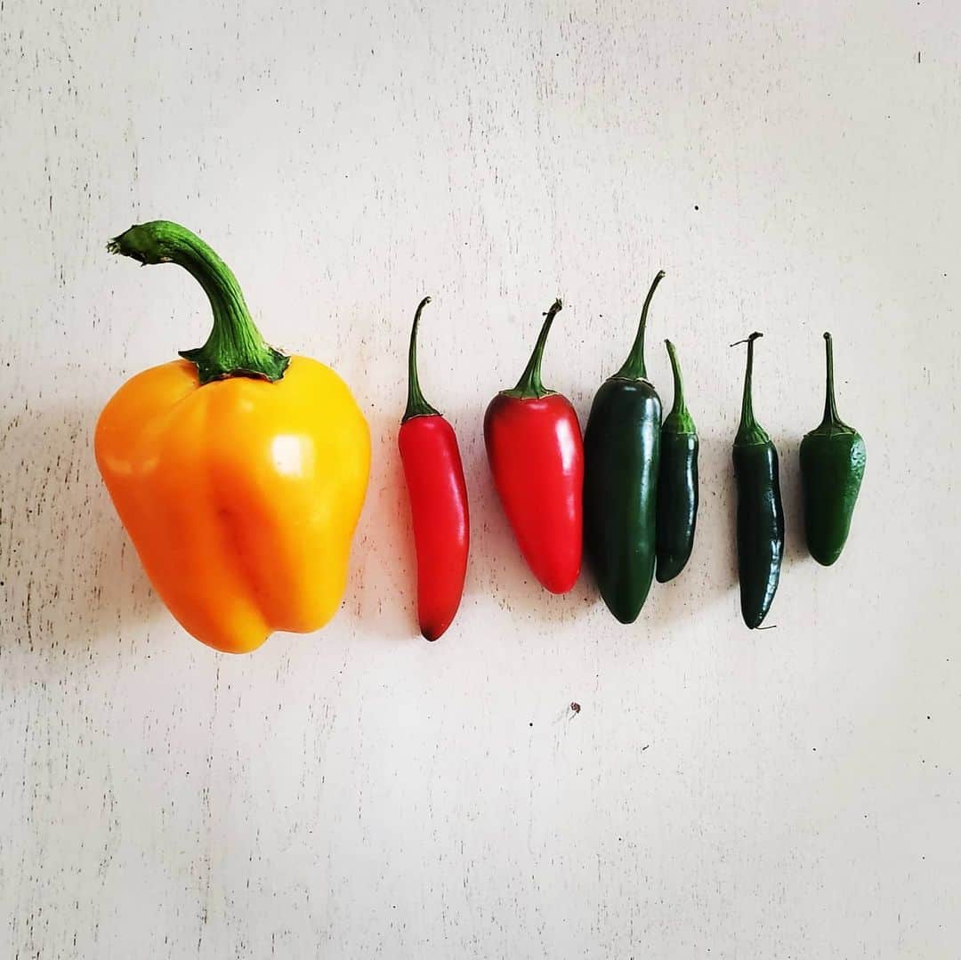 のインスタグラム：「MORE PEPPERS HAVE ARRIVED YELLOW BELL PEPPER + JALAPEÑOS🌶🌶🌶🫑🫑🫑 #GASOLINEGARDEN #ILOVEGARDENS #GARDENSRULE #GARDENCHURCH #GARDENPARTY #GARDENMAGIC #AVANTGARDEN #GARDENS #GARDENGANGSTER #GARDEN #GRADENLIFE #GARDENER #GARDENTIME  #GARDENING #VEGETABLEGARDEN #FLOWERS #SUCCULENTS  #PLANTS  #CACTUS #AYEARINFLOWERS  #shadowhills  #THANKYOU  @gasolineglamour  #GASOLINEGLAMOUR #PLANTSOMESHIT  #GROWSOMESHIT」