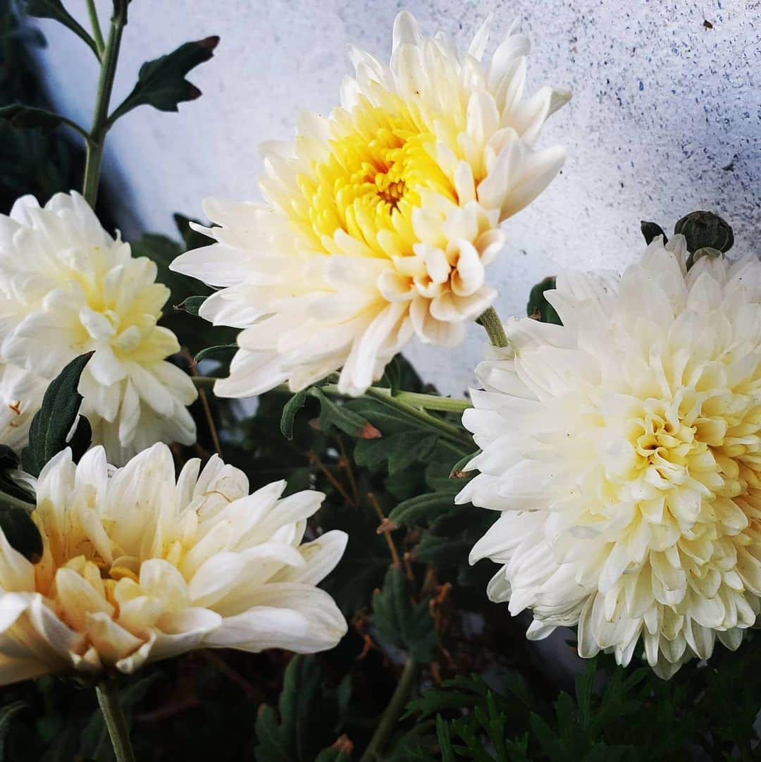 のインスタグラム：「MUMS ARE HERE 🏵🌼🏵🌼 #GASOLINEGARDEN #ILOVEGARDENS #GARDENSRULE #GARDENCHURCH #GARDENPARTY #GARDENMAGIC #AVANTGARDEN #GARDENS #GARDENGANGSTER #GARDEN #GRADENLIFE #GARDENER #GARDENTIME  #GARDENING #VEGETABLEGARDEN #FLOWERS #SUCCULENTS  #PLANTS  #CACTUS #AYEARINFLOWERS  #shadowhills  #THANKYOU  @gasolineglamour  #GASOLINEGLAMOUR #PLANTSOMESHIT  #GROWSOMESHIT  @kingsmums  #kingsmums  #mums」