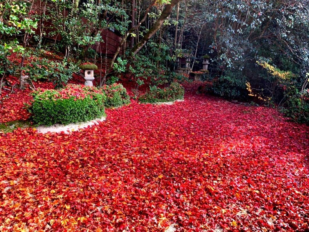 若月雅のインスタグラム：「《京都日帰り旅》 . 数年ぶりの紅葉狩り🍁へ✨ 真っ赤な絨毯がめちゃくちゃ綺麗でした😊✨ 龍隠寺🐲詩仙堂⛩金福寺🔔 御朱印も貰いました✨ 最後はお土産見てたらみつけた、鬼滅の歌舞伎コラボ🤣 . #京都　#🍁 #あのん祇園本店 #紅葉 #家族旅」