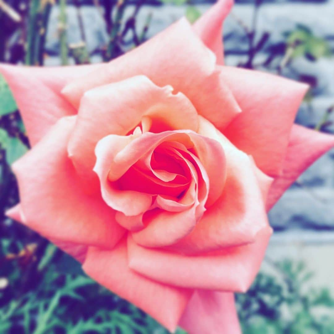 中野敬久さんのインスタグラム写真 - (中野敬久Instagram)「#flower #flowersoflove #red #hope #thinkingofyou」11月28日 8時55分 - hirohisanakano