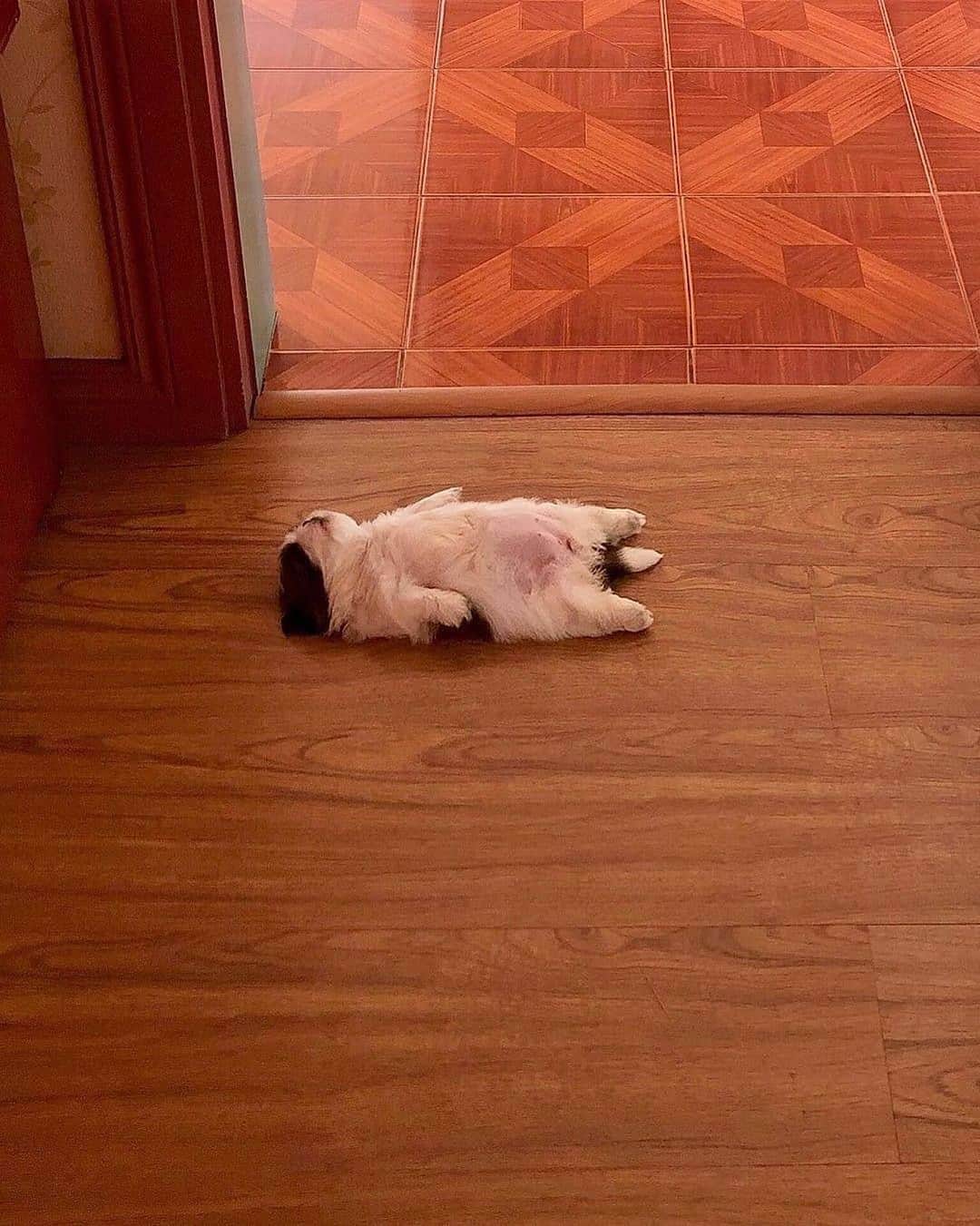 ELLE Magazineさんのインスタグラム写真 - (ELLE MagazineInstagram)「Me after a whole day of #Thanksgiving leftovers 😴 #regram @therealpaningning」11月28日 9時48分 - elleusa