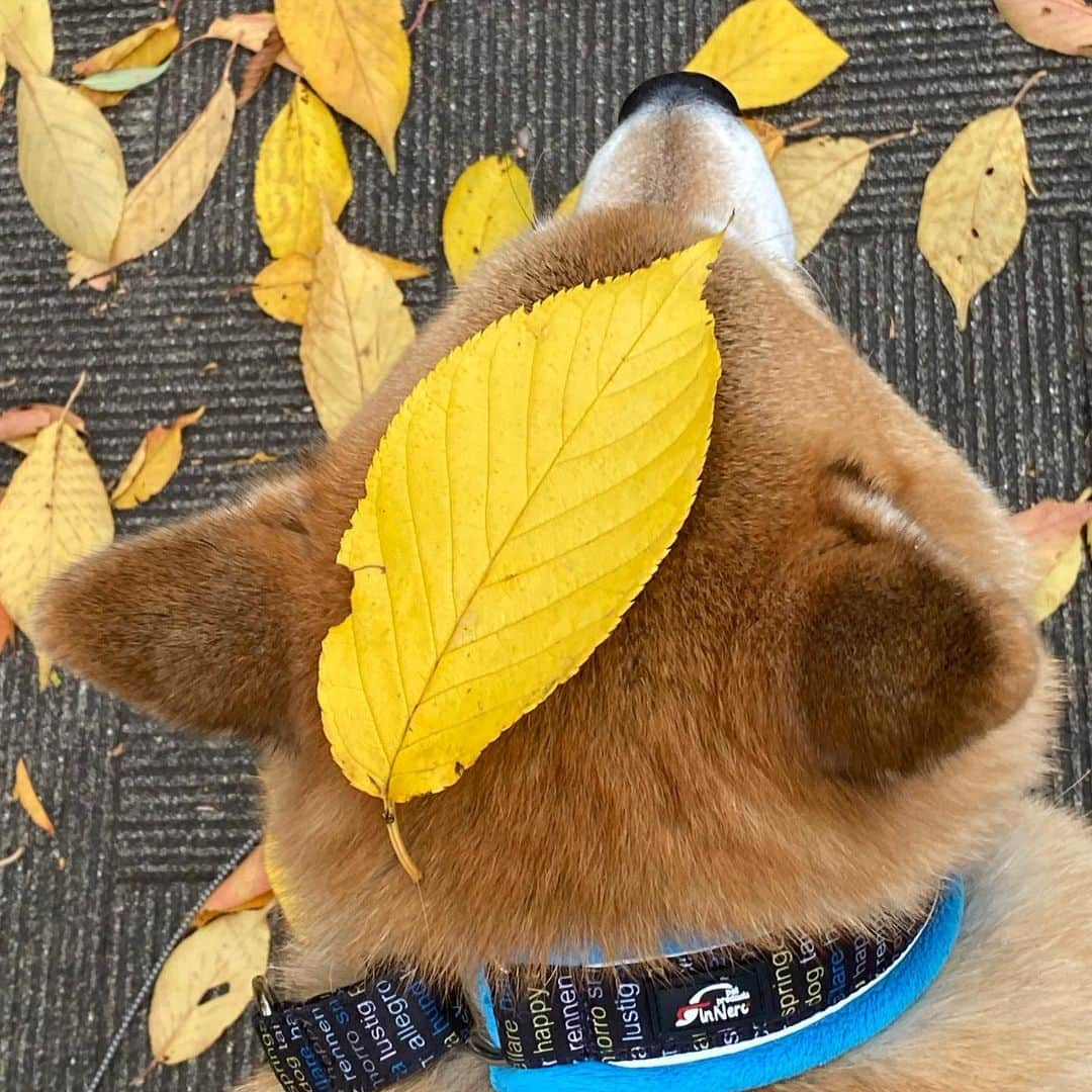 まる（まるたろう）さんのインスタグラム写真 - (まる（まるたろう）Instagram)「Good morning!✨🐶🍂✨またパパが落ち葉乗せてきたよ🙄 #ほんま好っきゃな #でも #こういうのは気にしたら負け #調子乗るから #もうすぐ落ち葉なくなるから #そしたら落ち着くでしょう」11月28日 9時52分 - marutaro