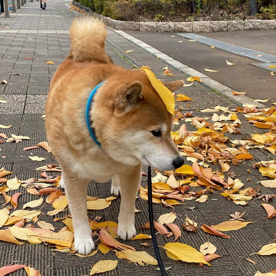 まる（まるたろう）さんのインスタグラム写真 - (まる（まるたろう）Instagram)「Good morning!✨🐶🍂✨またパパが落ち葉乗せてきたよ🙄 #ほんま好っきゃな #でも #こういうのは気にしたら負け #調子乗るから #もうすぐ落ち葉なくなるから #そしたら落ち着くでしょう」11月28日 9時52分 - marutaro